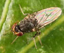 Phortica variegata - Phortica variegata
