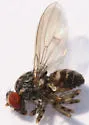 Phortica variegata - photo 4