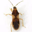 Phorticus collaris