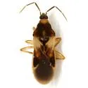 Phorticus collaris - photo 2