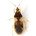 Phorticus collaris - photo 3