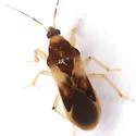 Phorticus collaris - photo 4