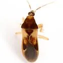 Phorticus collaris - photo 5