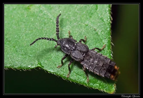 Lesser Glowworm - photo 3