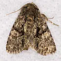 Phosphila fernae - Hodges#9624 - photo 2