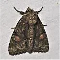 Phosphila fernae - Hodges#9624 - photo 3