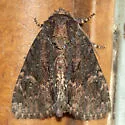 Turbulent Phosphila - Hodges#9618 - photo 2