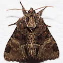 Turbulent Phosphila - Hodges#9618 - photo 3
