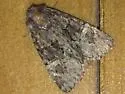 Turbulent Phosphila - Hodges#9618 - photo 4