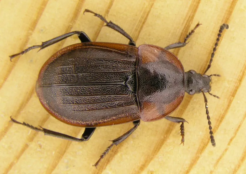 Phosphuga atrata - photo 3