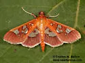 Phostria oajacalis - Hodges#5266 - photo 4