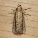 Narrow-winged Borer - Hodges#9443