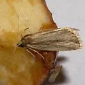Narrow-winged Borer - Hodges#9443 - photo 2