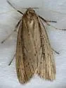 Narrow-winged Borer - Hodges#9443 - photo 3