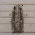Narrow-winged Borer - Hodges#9443 - photo 4