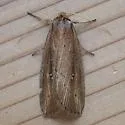 Narrow-winged Borer - Hodges#9443 - photo 5