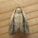 Photedes enervata - Hodges#9441