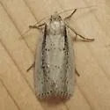 Photedes enervata - Hodges#9441 - photo 2