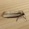 Photedes enervata - Hodges#9441 - photo 3