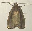Photedes enervata - Hodges#9441 - photo 4