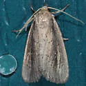 Photedes enervata - Hodges#9441 - photo 5