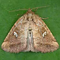 Included Cordgrass Borer - Hodges#9434 - photo 3