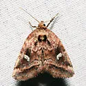 Included Cordgrass Borer - Hodges#9434 - photo 4