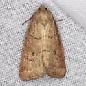 Spartina Borer - Hodges#9435
