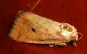 Spartina Borer - Hodges#9435 - photo 2
