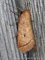 Spartina Borer - Hodges#9435 - photo 3