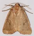 Spartina Borer - Hodges#9435 - photo 5