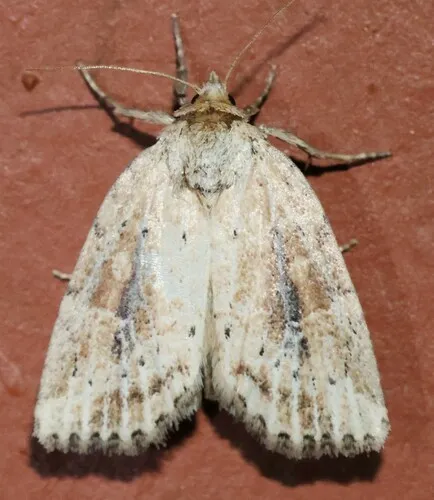 Northern Cordgrass Borer - Hodges#9436