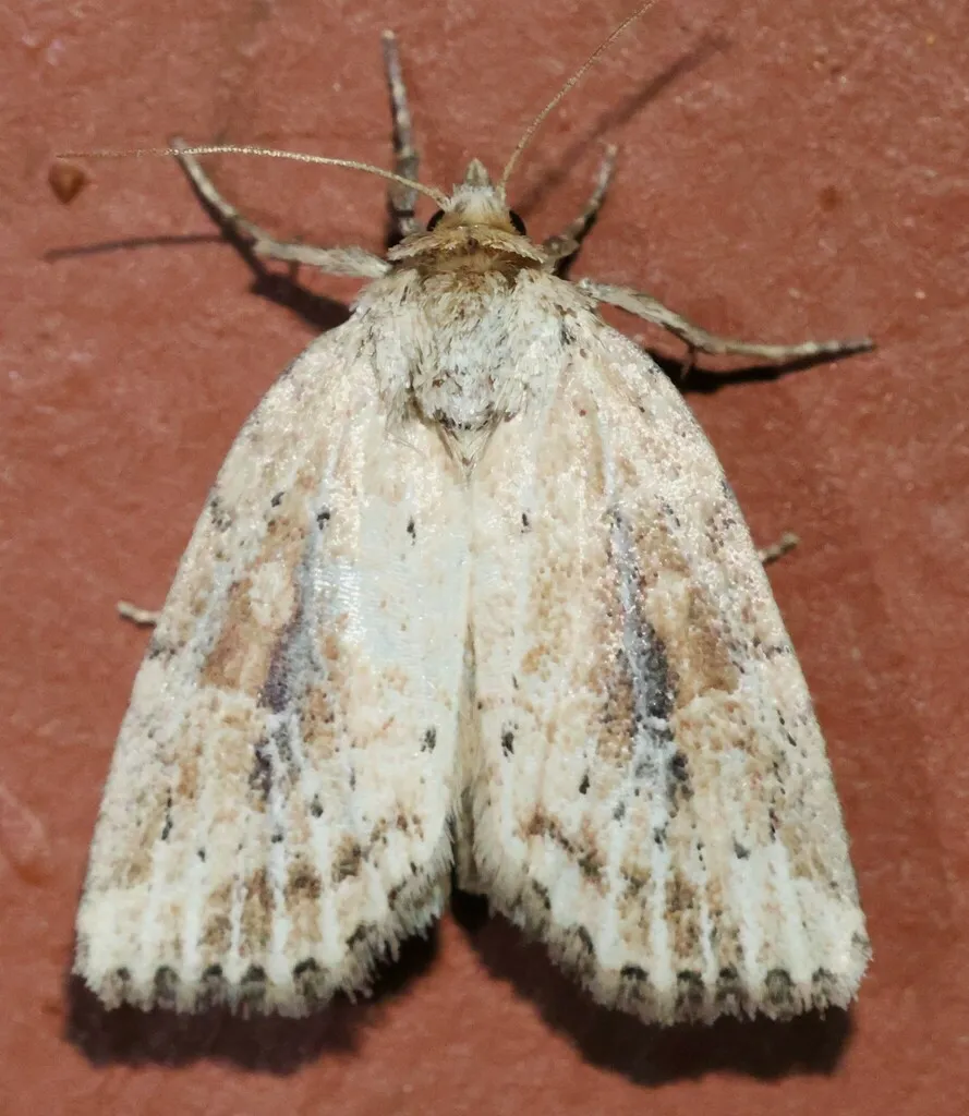 Northern Cordgrass Borer - Hodges#9436 - photo 2