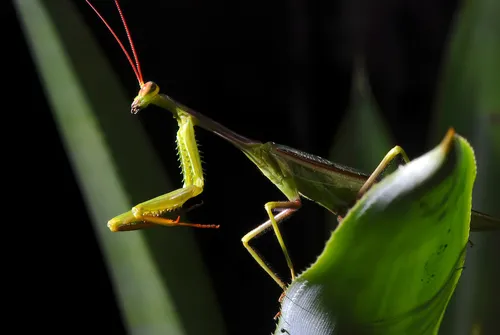 Photinaidae - Photinaidae