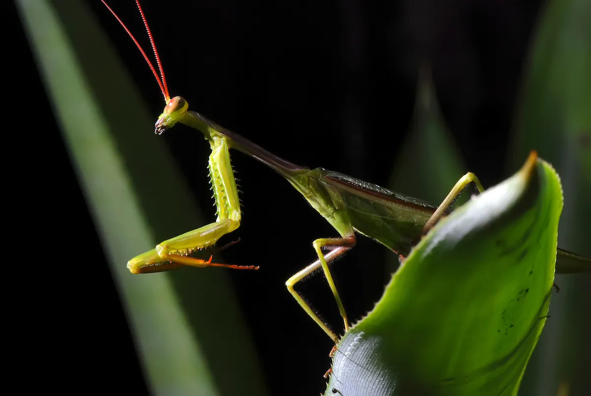 Photinaidae - photo 3