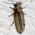 Photinus ardens
