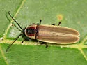 Photinus ardens - photo 2