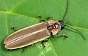 Photinus ardens - photo 4