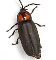 Photinus bivulnerus