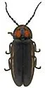Photinus bivulnerus - photo 2
