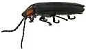 Photinus bivulnerus - photo 3