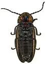 Photinus bivulnerus - photo 4