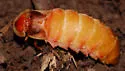 Photinus brimleyi