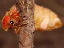 Photinus brimleyi - photo 2