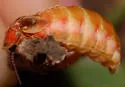 Photinus brimleyi - photo 3