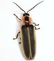 Synchronous Firefly