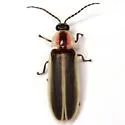 Synchronous Firefly - photo 2