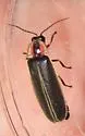 Synchronous Firefly - photo 3