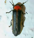 Photinus collustrans