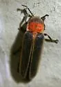 Photinus collustrans - photo 2